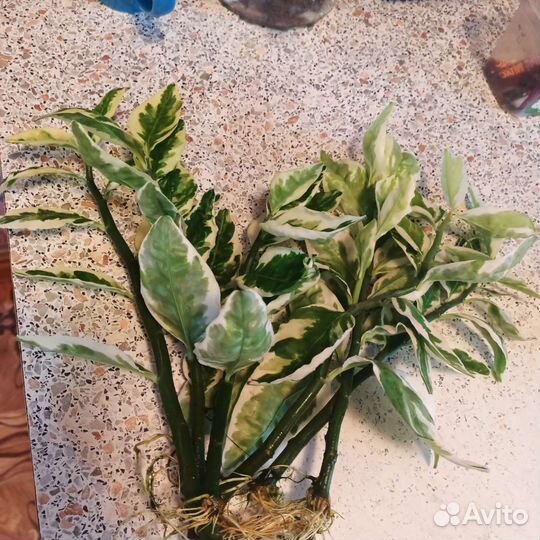 Педилантус