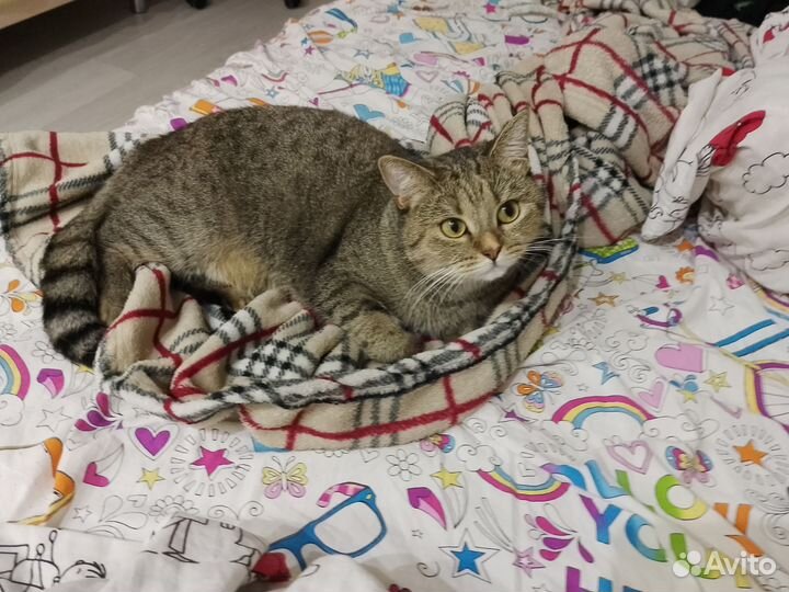 Ищем дом кошечке