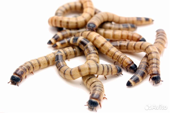 Зофобас. Сушёный корм для рыб, черепах, ящериц