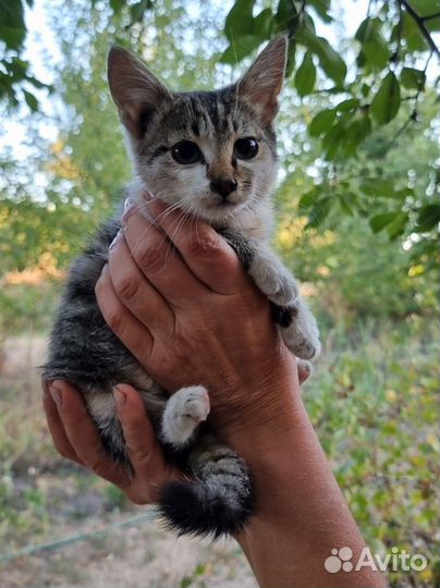 Котенок девочка в добрые руки