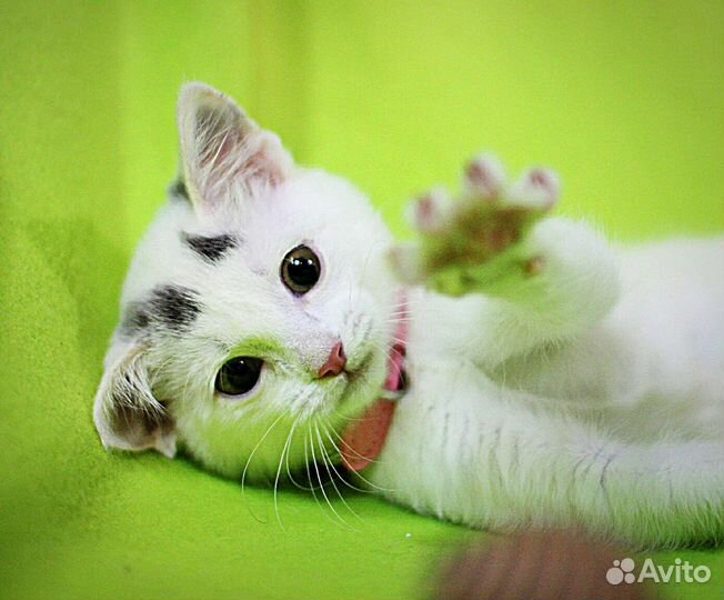 Беленький котенок девочка в дар