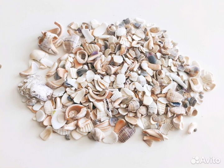 Природный материал ракушки морские