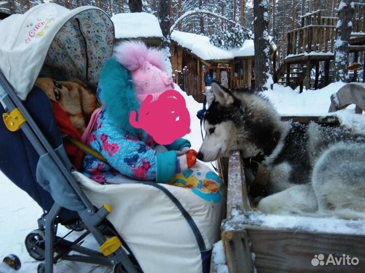 Коляска санки