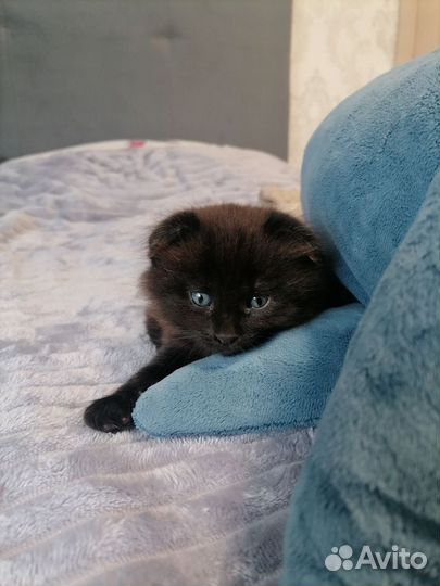 Вислоухие котята