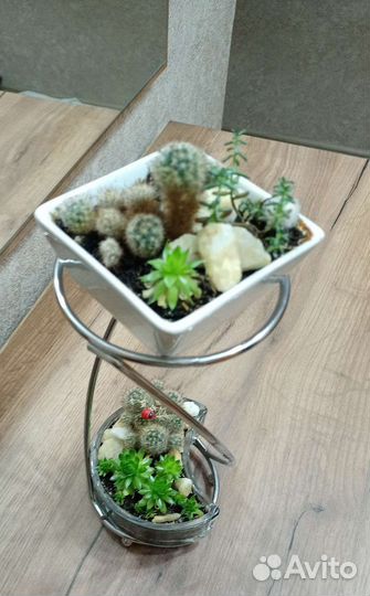 Суккуленты