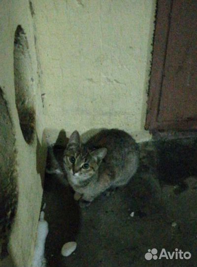 Кошка в дар бесплатно