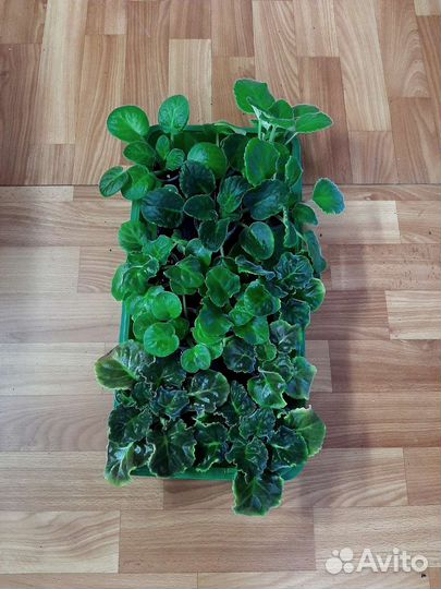 Фиалки детки