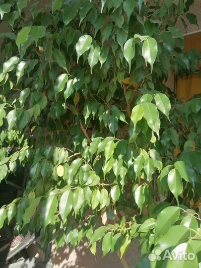 Фикус бенджамина большой