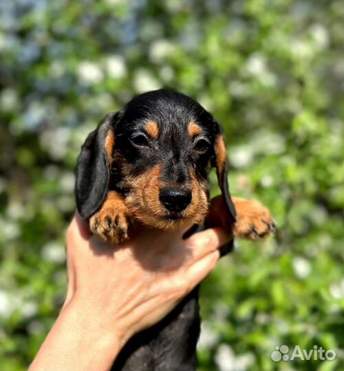 Кроличья такса