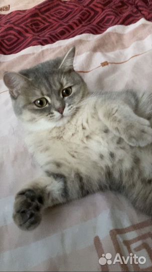 Британская кошка в добрые руки