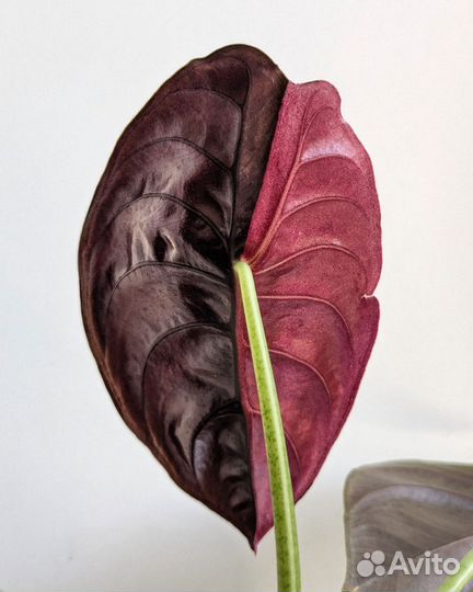 Алоказия медная вариегатная