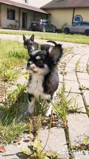 Девочка чихуахуа