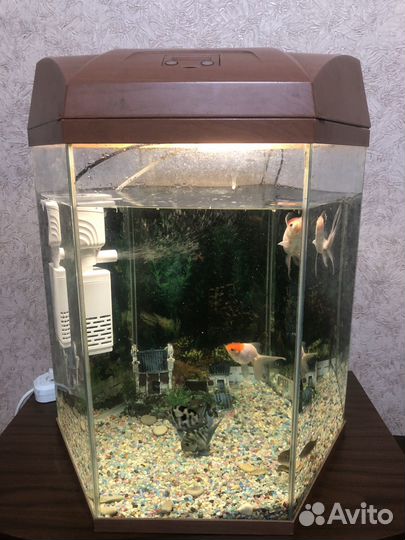 Аквариумные рыбки сомики