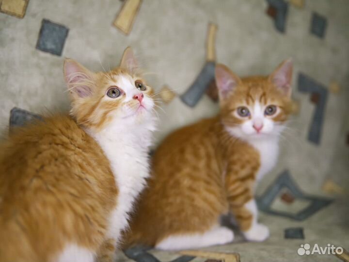 Смешные котята рыжики мальчик и девочка в дар