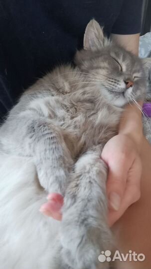 Брошенный кот