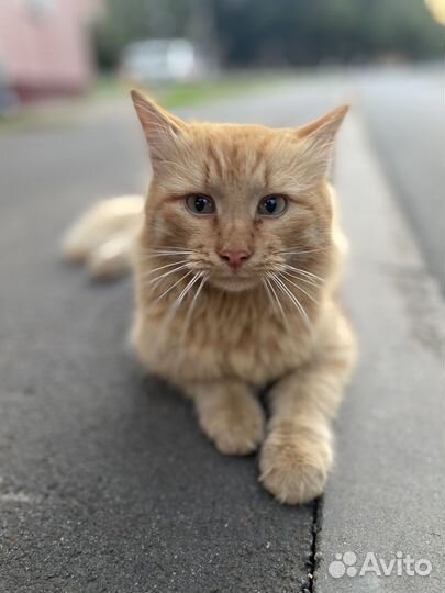 Котята в добрые