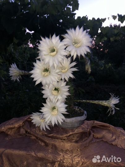 Кактус эхинопсис