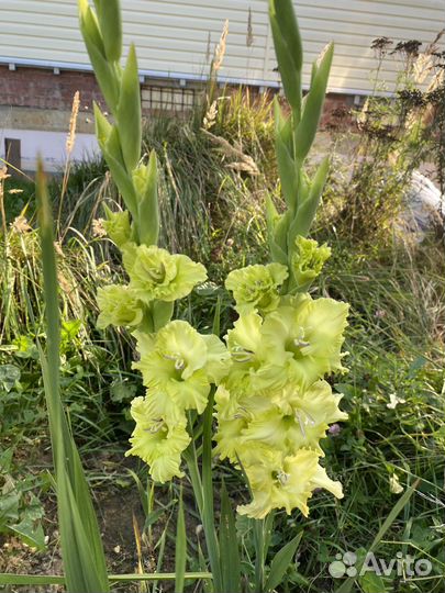 Гладиолусы букет