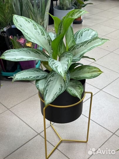 Аглаонема Крупный Куст