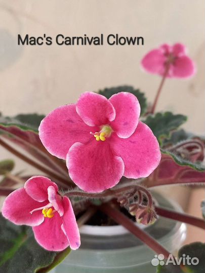 Фиалки мини/полумини