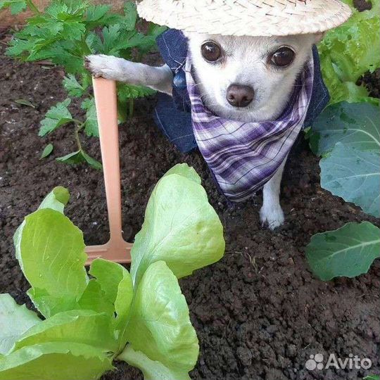 Фурсьют на заказ