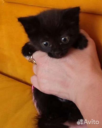 В добрые руки котёнок