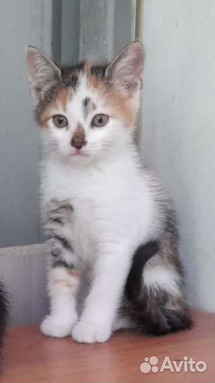 Котёнок разноцветный в любимцы