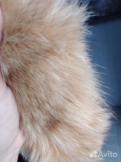 Лисий хвост