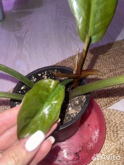 Филодендрон империал ред