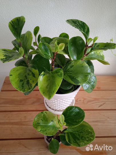Пеперомия вариегатная