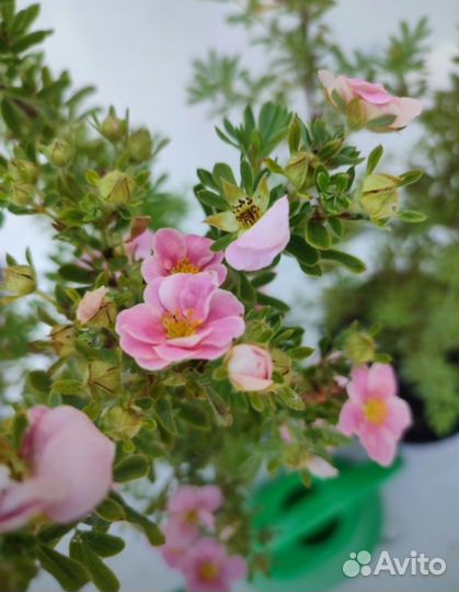 Лапчатка в ассортименте