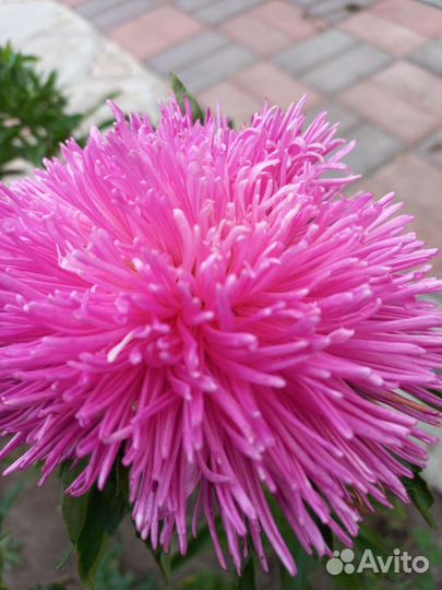 Астра, семена овощей