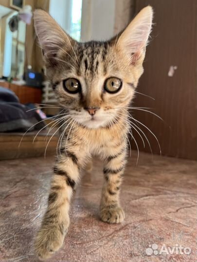 Котята в добрые руки бесплатно