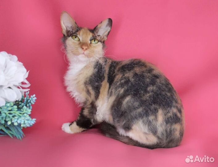 Кошка Маргарет