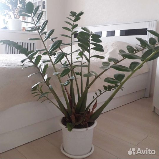 Замиокулькас