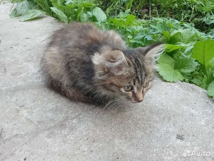 Кошка в дар бесплатно