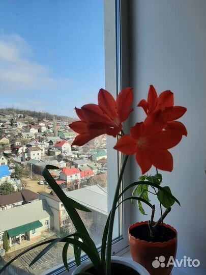 Цветы валотта