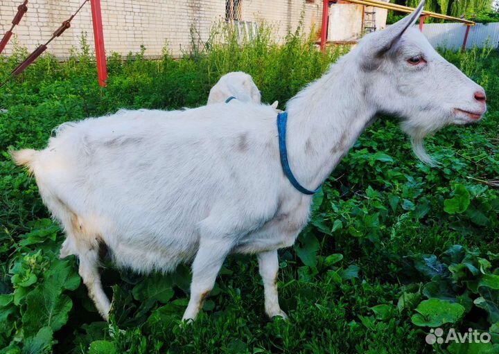 Коза нубийская