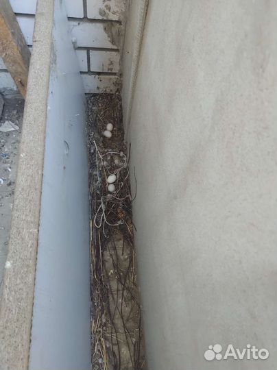 Инкубационное яйцо голубя