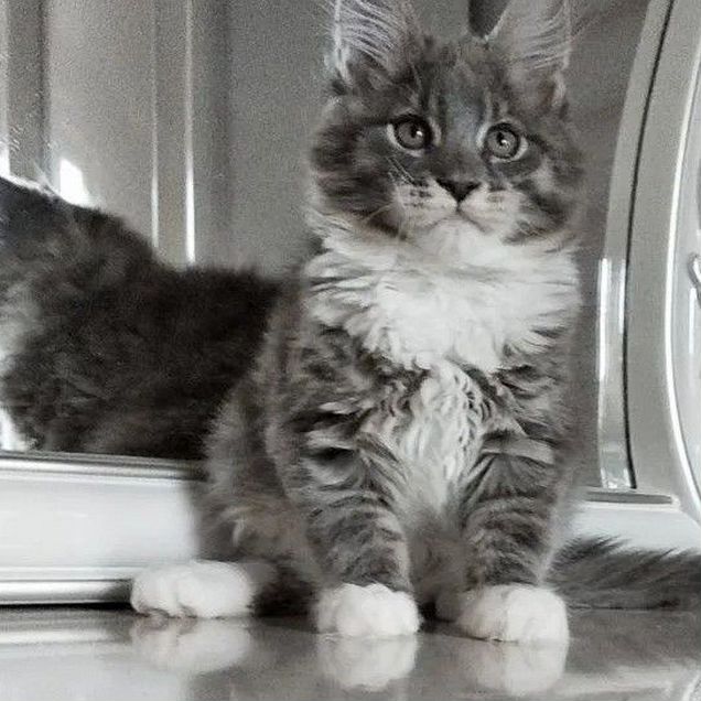 Мейн-кун котёнок