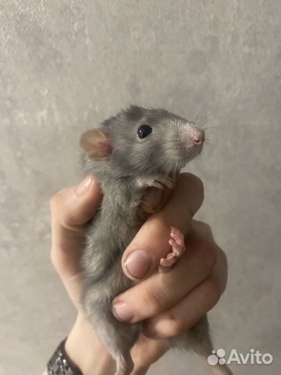 Крыса дамбо