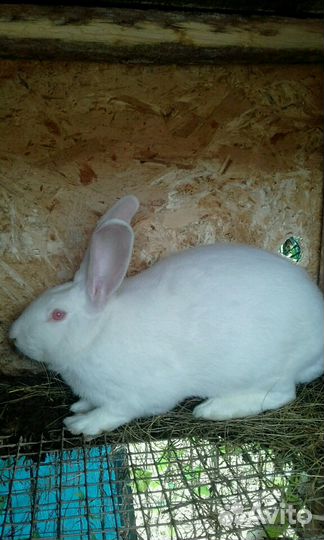 Самец мясной породы белый паннон