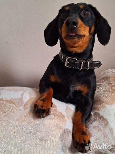 Такса вязка девочка