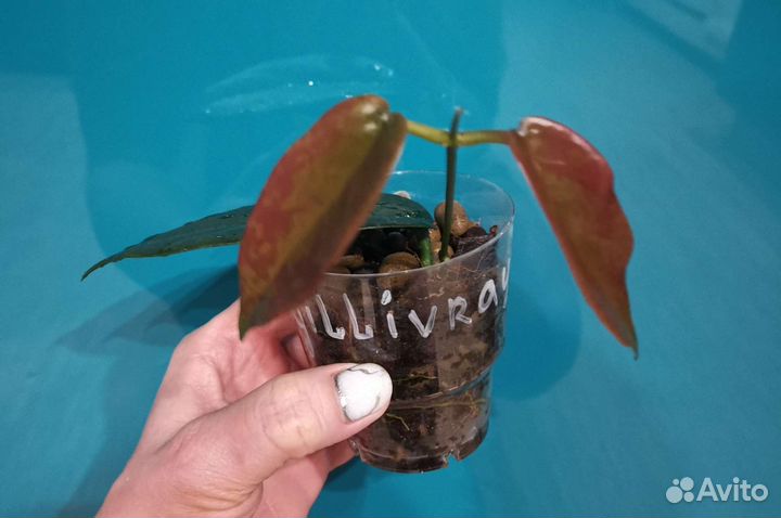 Хойя Макгилливрей