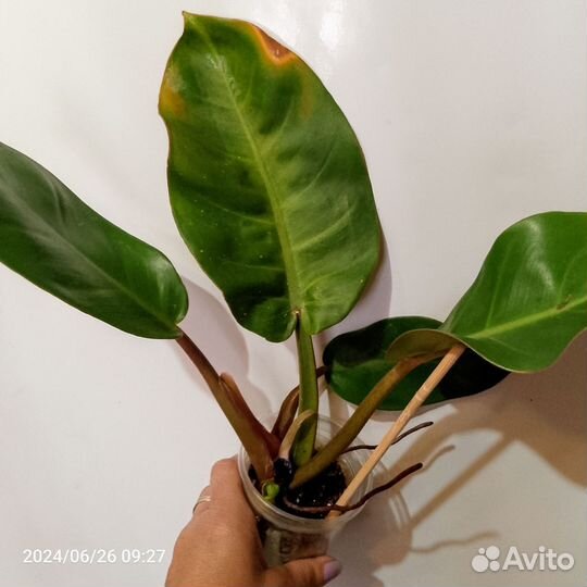 Филодендрон Ред мун