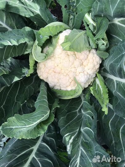 Цветная капуста свежая