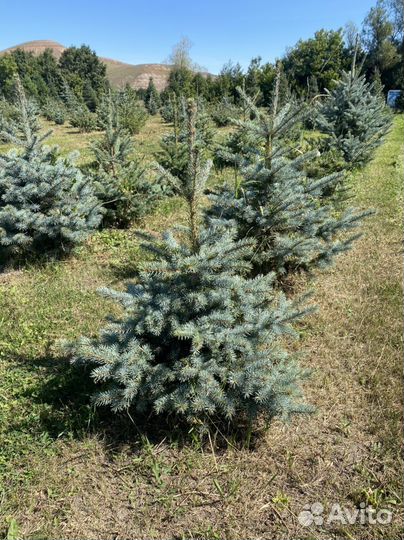 Ель голубая глаука