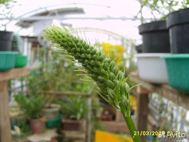 Индийский лук,гинкго мурайя витекс, банан Небраски