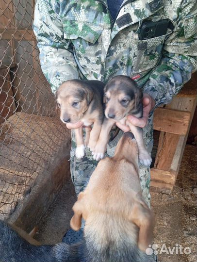 Щенки русской гончей