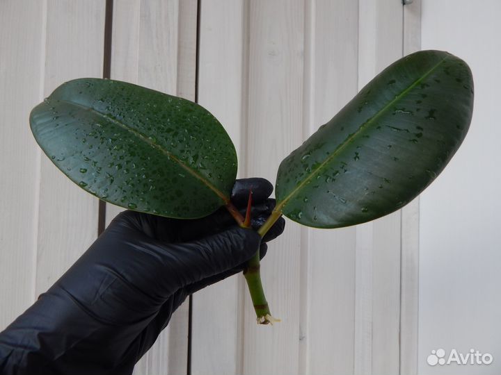 Комнатные растения (укорененные черенки)